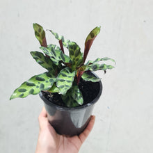 Load image into Gallery viewer, Calathea insignis &#39;Rattlesnake Plant&#39; - 130mm
