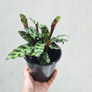 Calathea insignis 'Rattlesnake Plant' - 130mm
