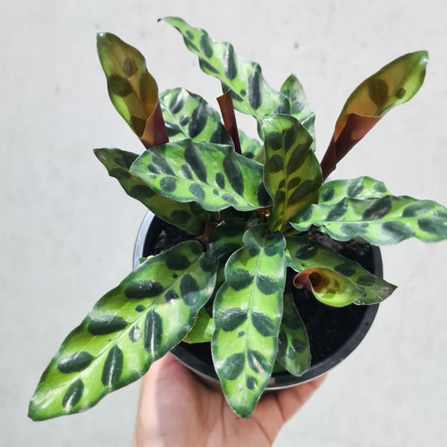 Calathea insignis 'Rattlesnake Plant' - 130mm