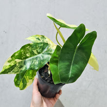 Load image into Gallery viewer, Philodendron Burle Marx Albo - 130mm
