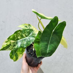 Philodendron Burle Marx Albo - 130mm