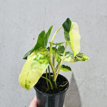 Load image into Gallery viewer, Philodendron Burle Marx Albo - 130mm
