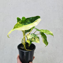 Load image into Gallery viewer, Philodendron Burle Marx Albo - 130mm
