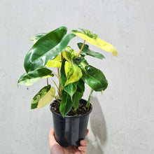 Load image into Gallery viewer, Philodendron Burle Marx Albo - 130mm
