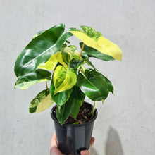 Load image into Gallery viewer, Philodendron Burle Marx Albo - 130mm
