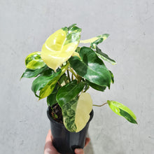 Load image into Gallery viewer, Philodendron Burle Marx Albo - 130mm
