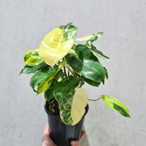 Philodendron Burle Marx Albo - 130mm