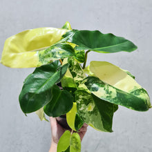 Load image into Gallery viewer, Philodendron Burle Marx Albo - 130mm
