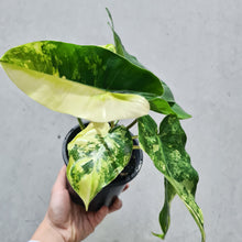 Load image into Gallery viewer, Philodendron Burle Marx Albo - 130mm
