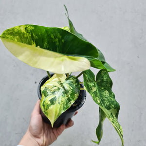 Philodendron Burle Marx Albo - 130mm