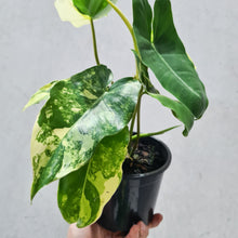 Load image into Gallery viewer, Philodendron Burle Marx Albo - 130mm
