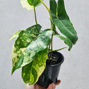 Philodendron Burle Marx Albo - 130mm