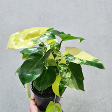 Load image into Gallery viewer, Philodendron Burle Marx Albo - 130mm
