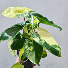Load image into Gallery viewer, Philodendron Burle Marx Albo - 130mm
