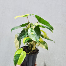 Load image into Gallery viewer, Philodendron Burle Marx Albo - 130mm
