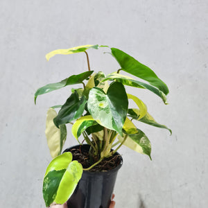 Philodendron Burle Marx Albo - 130mm