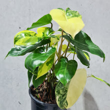 Load image into Gallery viewer, Philodendron Burle Marx Albo - 130mm
