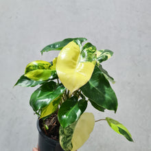 Load image into Gallery viewer, Philodendron Burle Marx Albo - 130mm
