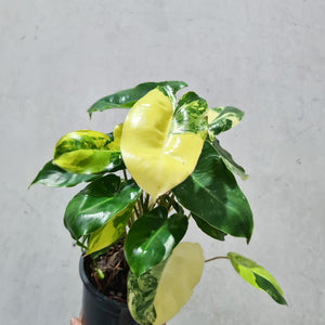 Philodendron Burle Marx Albo - 130mm