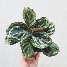 Load image into Gallery viewer, Calathea Medallion - 105mm
