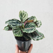 Load image into Gallery viewer, Calathea Medallion - 105mm
