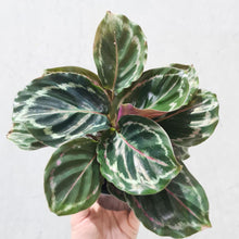 Load image into Gallery viewer, Calathea Medallion - 105mm
