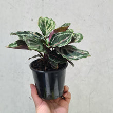 Load image into Gallery viewer, Calathea Medallion - 105mm
