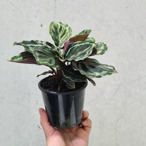Calathea Medallion - 105mm