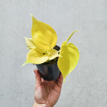 Load image into Gallery viewer, Philodendron Cordatum Lime Gold &#39;Neon&#39; - 105mm
