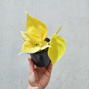 Philodendron Cordatum Lime Gold 'Neon' - 105mm