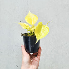 Load image into Gallery viewer, Philodendron Cordatum Lime Gold &#39;Neon&#39; - 105mm
