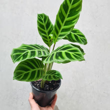 Load image into Gallery viewer, Calathea Zebrina - 130mm
