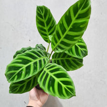 Load image into Gallery viewer, Calathea Zebrina - 130mm
