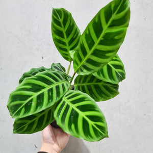 Calathea Zebrina - 130mm