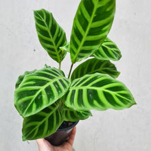Load image into Gallery viewer, Calathea Zebrina - 130mm
