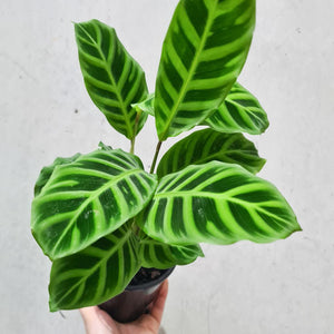 Calathea Zebrina - 130mm