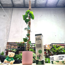 Load image into Gallery viewer, Coco Coir Totem Plant Poles (Pack of 4) - Cheeky Plant Co.
