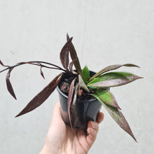 Load image into Gallery viewer, Hoya Pubicalyx Black - 100mm

