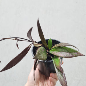 Hoya Pubicalyx Black - 100mm