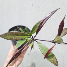 Load image into Gallery viewer, Hoya Pubicalyx Black - 100mm
