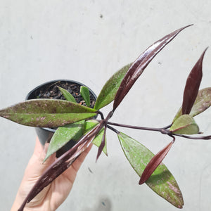 Hoya Pubicalyx Black - 100mm