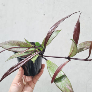Hoya Pubicalyx Black - 100mm