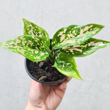 Load image into Gallery viewer, Aglaonema Valentine Doug - 100mm
