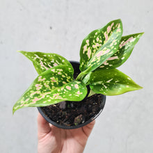 Load image into Gallery viewer, Aglaonema Valentine Doug - 100mm
