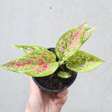 Load image into Gallery viewer, Aglaonema Valentine Doug - 100mm
