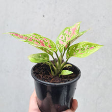 Load image into Gallery viewer, Aglaonema Valentine Doug - 100mm
