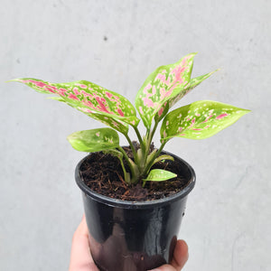 Aglaonema Valentine Doug - 100mm