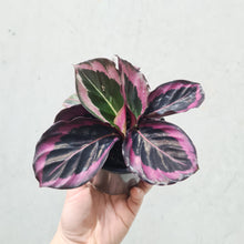 Load image into Gallery viewer, Calathea Red Mojo - 100mm
