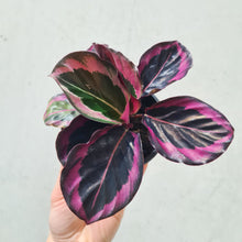 Load image into Gallery viewer, Calathea Red Mojo - 100mm
