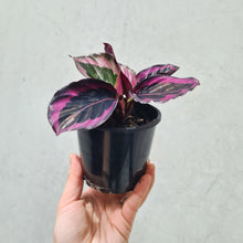 Load image into Gallery viewer, Calathea Red Mojo - 100mm
